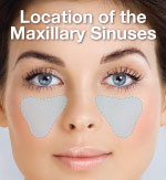 Location of the sinuses.