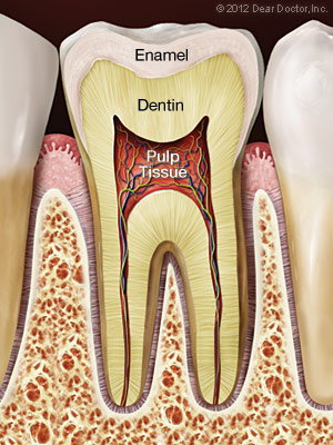 Healthy Tooth.